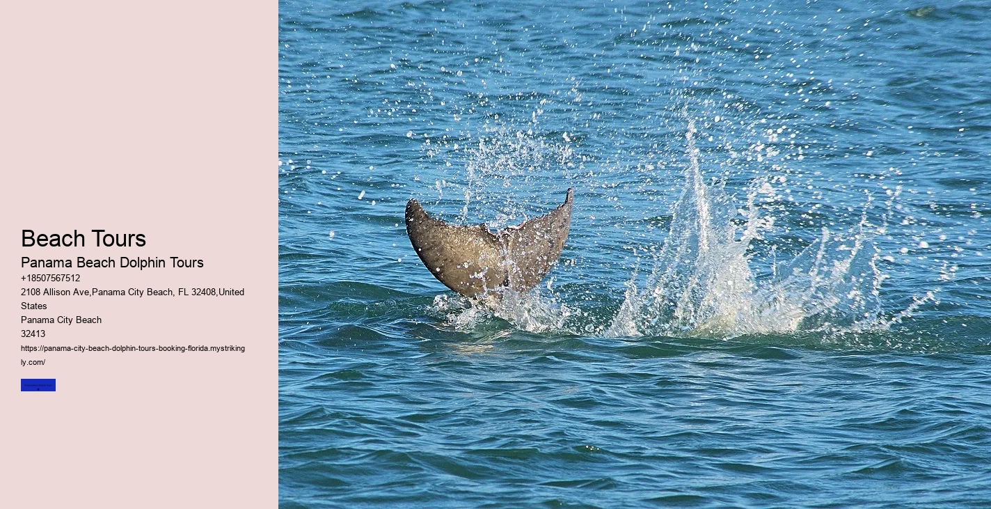 What Is The Most Common Time To See Dolphins