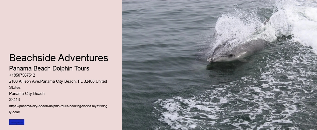 Dolphin Tours & Cruise