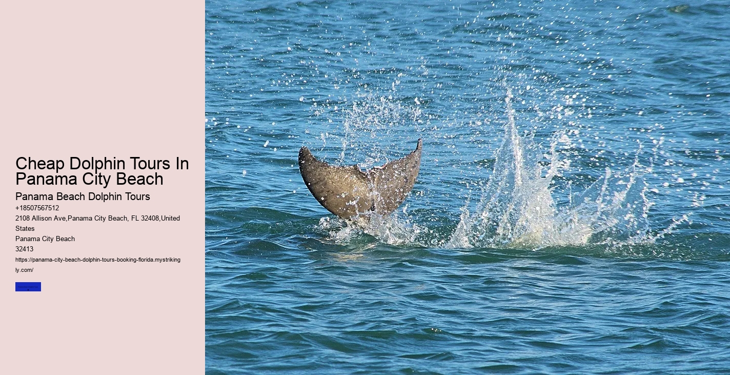 What Is The Difference Between A Dolphin Encounter And A Dolphin Swim