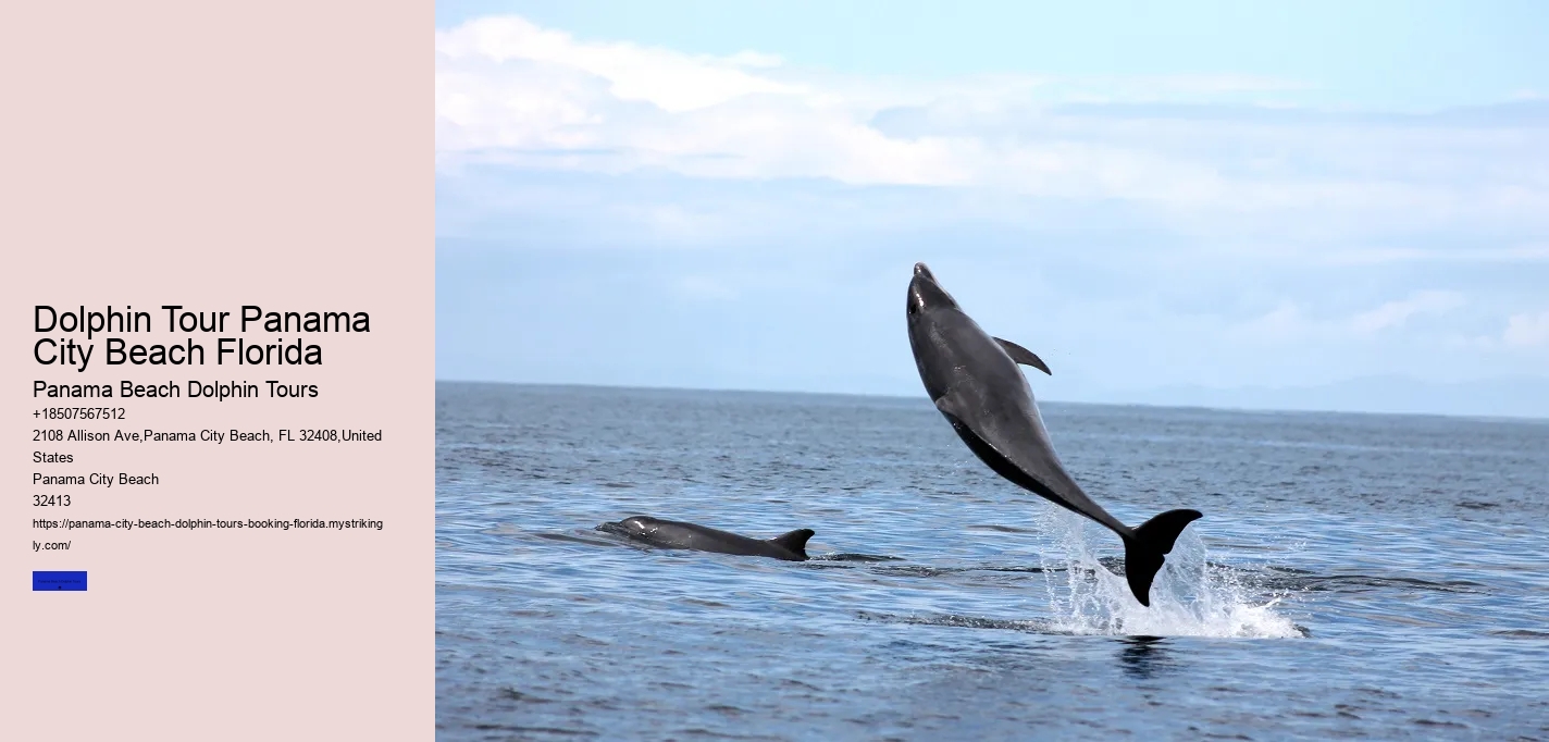 Dolphin Tour Panama City Beach Florida