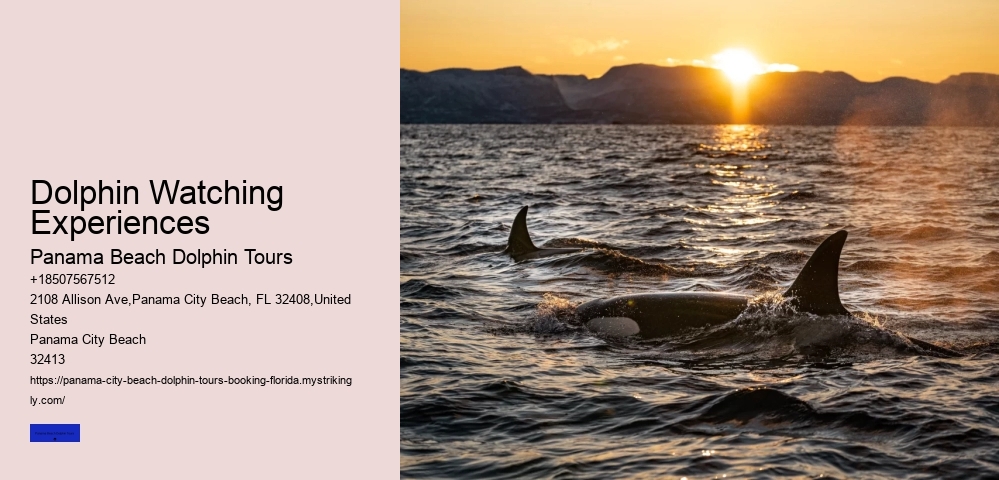 Dolphin Watching Experiences