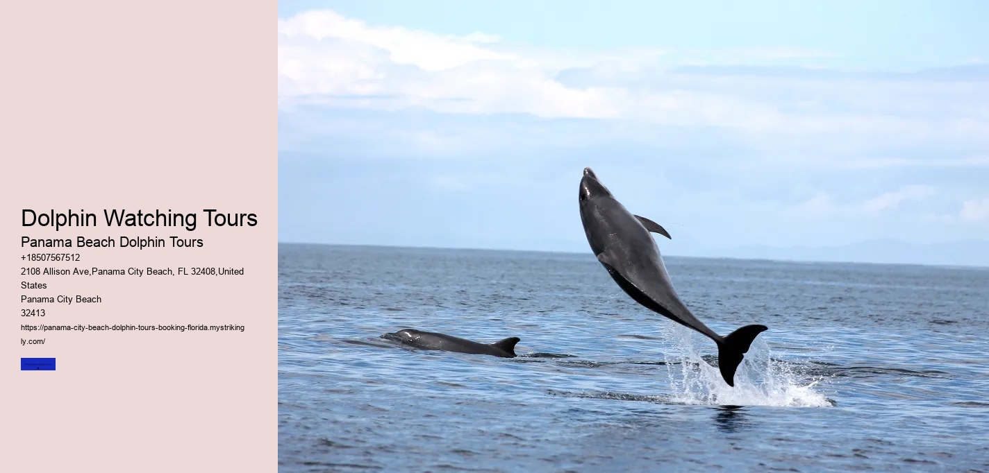 Dolphin Watching Tours