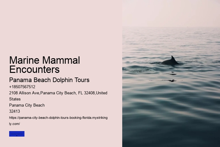 Marine Mammal Encounters