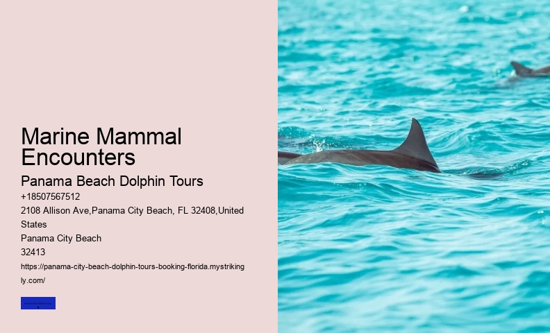 City Beach Dolphin Tours