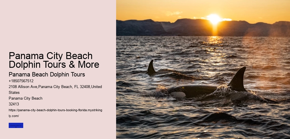 Do Dolphins Swim Humans To Shore