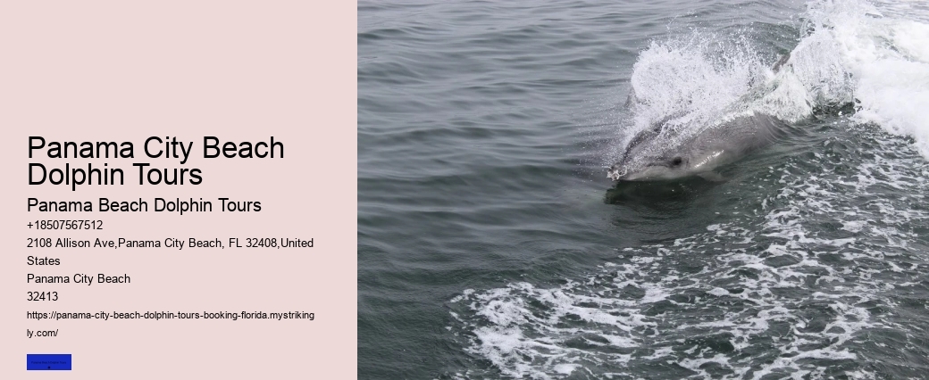 What Do I Need To Know Before Swimming With Dolphins