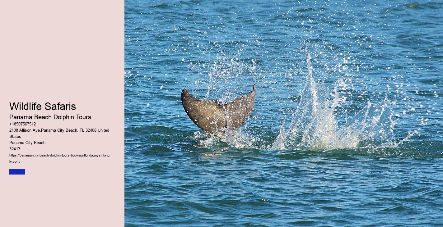 Is It Worth It To Swim With Dolphins